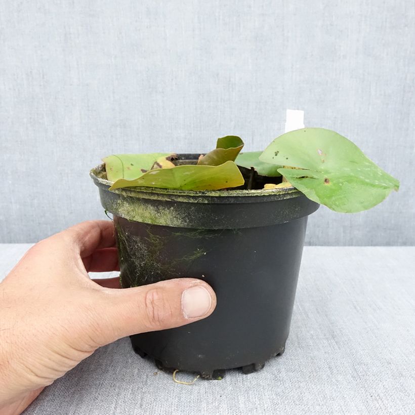 Exemplar von Nymphaea Jean de la Marsalle - Winterharte Seerose Topf mit 1,5L/2L wie im Sommer geliefert