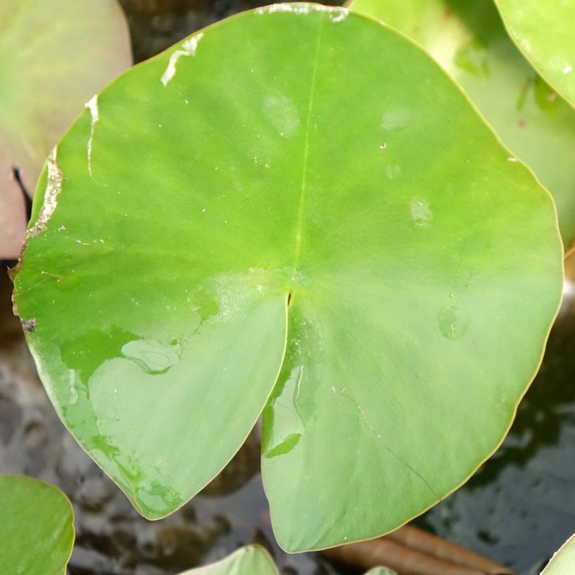 Nymphaea Lactea - Winterharte Seerose (Laub)