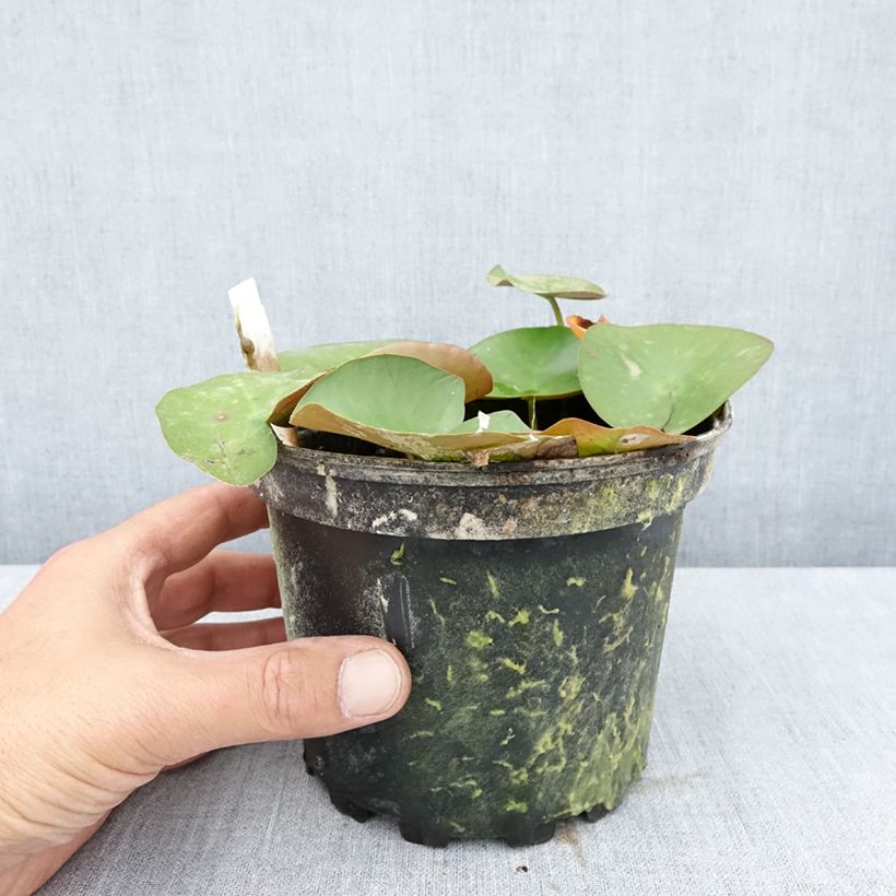 Exemplar von Nymphaea Lactea - Winterharte Seerose Topf mit 1,5L/2L wie im Sommer geliefert