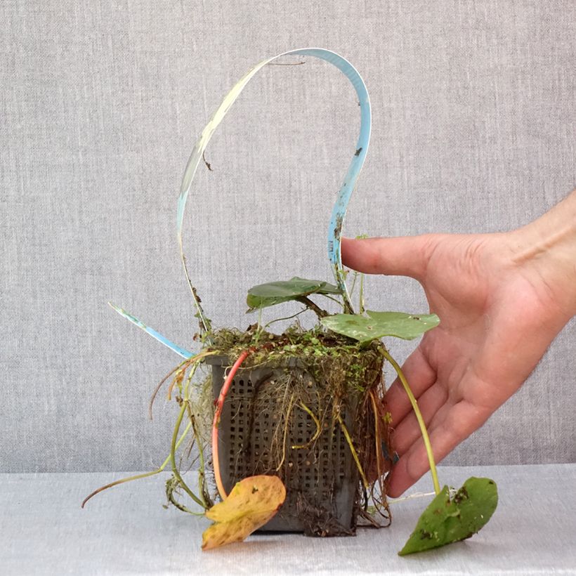 Exemplar von Nymphaea Lemon Mist - Winterharte Seerose Topf mit 1L/1,5L wie im Sommer geliefert