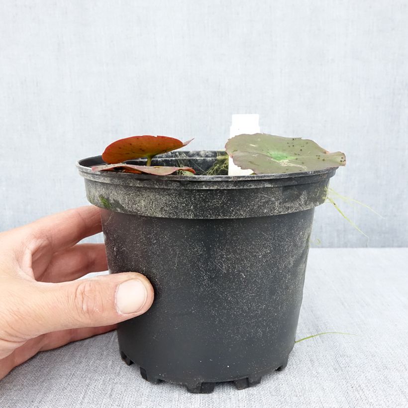 Exemplar von Nymphaea Lily Pons - Winterharte Seerose Topf mit 1,5L/2L wie im Sommer geliefert
