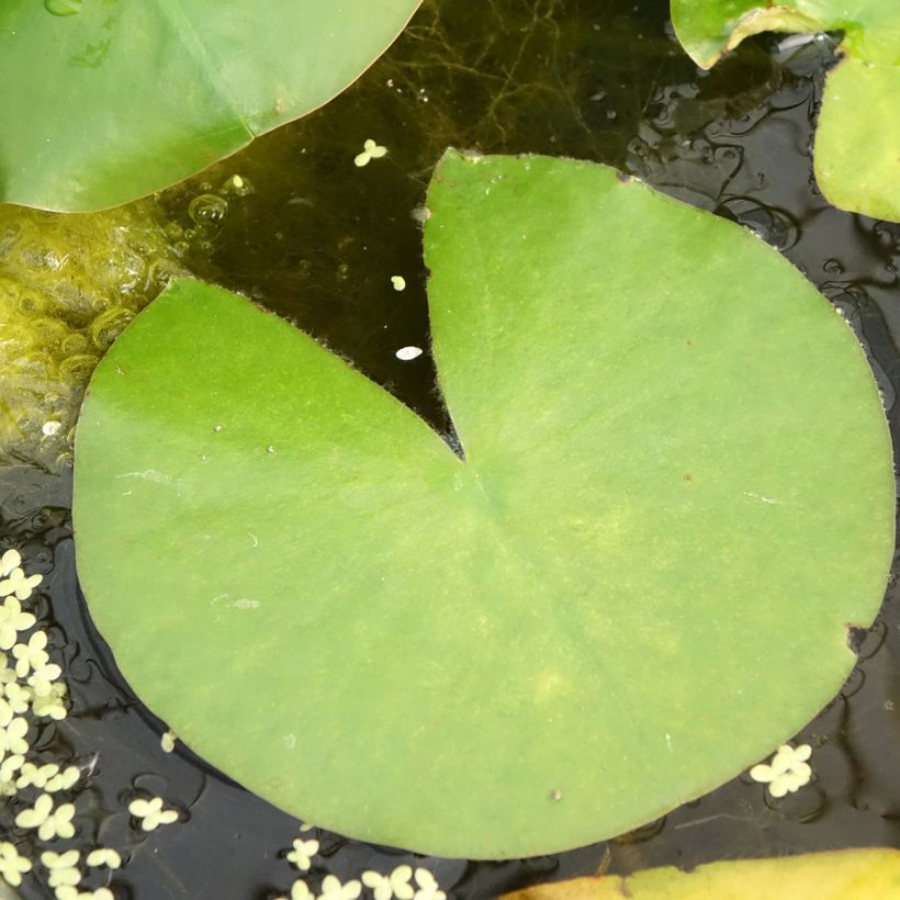 Nymphaea Madame Wilfron Gonnère - Winterharte Seerose (Laub)