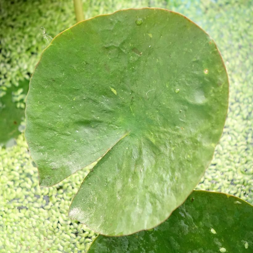 Nymphaea Mangkala Ubol - Winterharte Seerose (Laub)