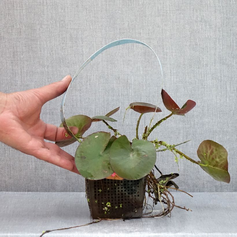 Exemplar von Nymphaea Mangkala Ubol - Winterharte Seerose Topf mit 1L/1,5L wie im Sommer geliefert