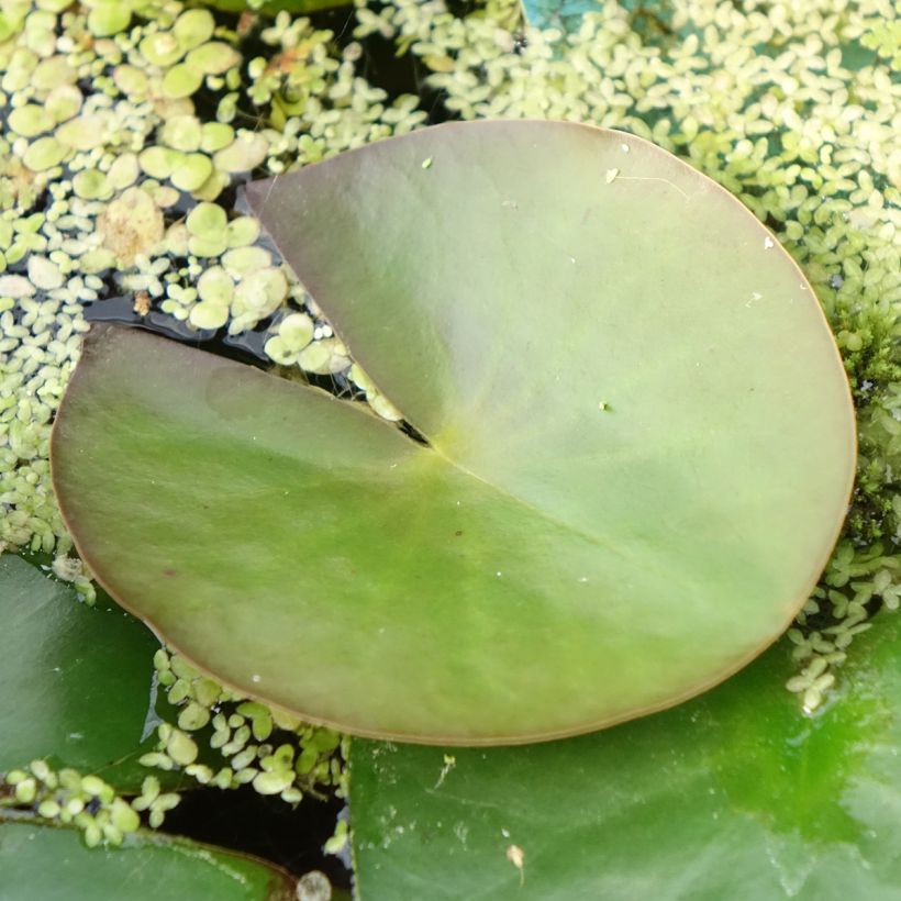 Nymphaea Marliacea Albida - Winterharte Seerose (Laub)