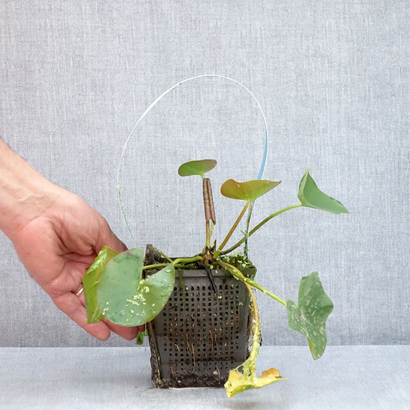 Exemplar von Nymphaea Marliacea Albida - Winterharte Seerose Topf mit 1L/1,5L wie im Sommer geliefert