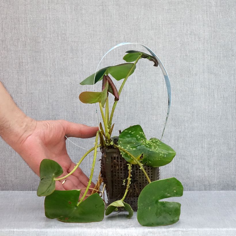 Exemplar von Nymphaea Marliacea Carnea - Winterharte Seerose Topf mit 1L/1,5L wie im Sommer geliefert