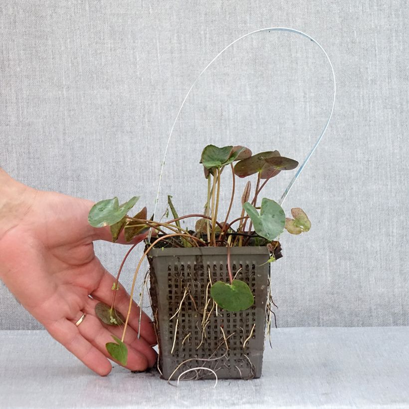 Exemplar von Nymphaea Marliacea Chromatella - Winterharte Seerose Topf mit 1L/1,5L wie im Sommer geliefert