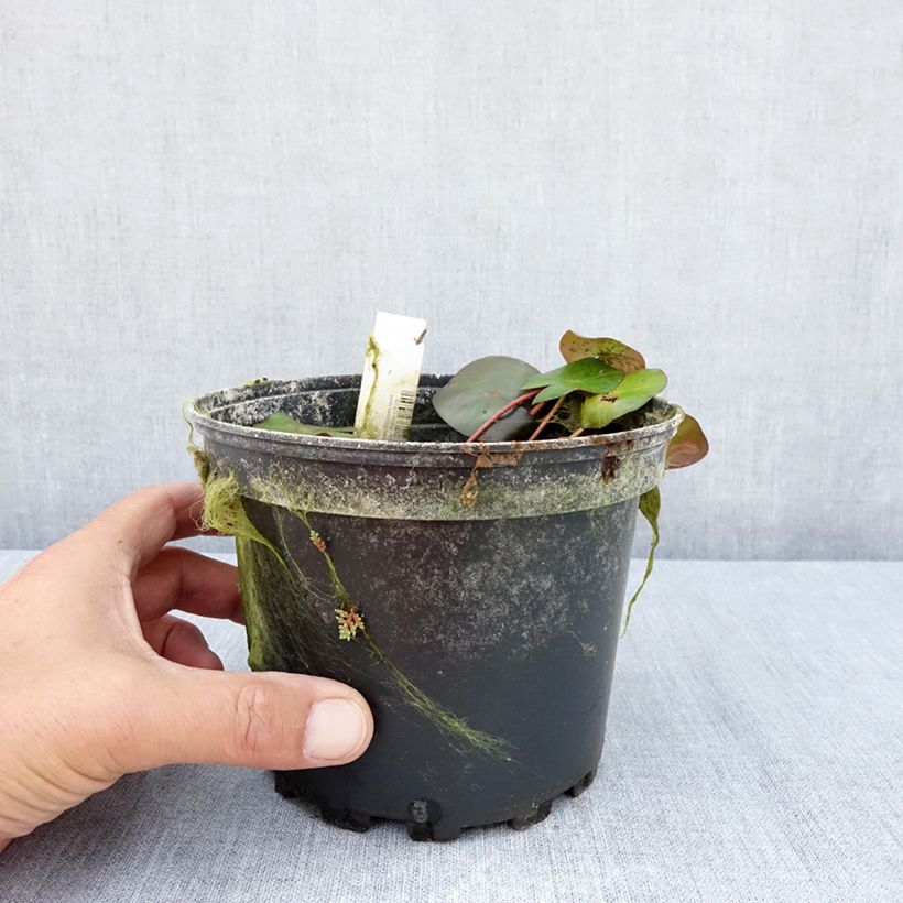 Exemplar von Nymphaea Marliacea Ignea - Winterharte Seerose Topf mit 1,5L/2L wie im Sommer geliefert