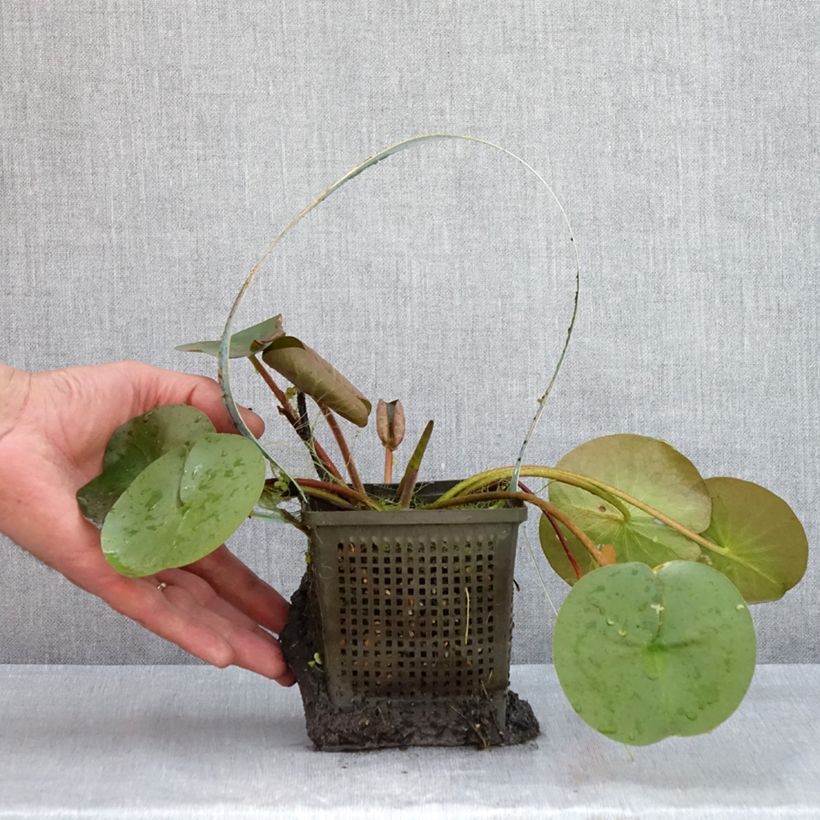 Exemplar von Nymphaea Marliacea Rubra Punctata - Winterharte Seerose Topf mit 1L/1,5L wie im Sommer geliefert