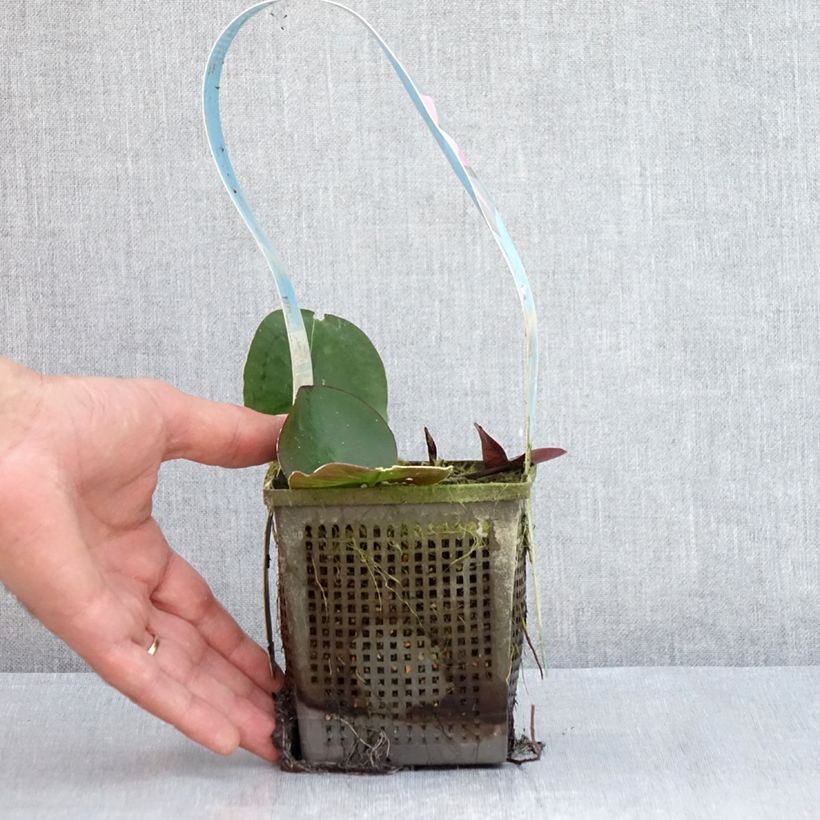 Exemplar von Nymphaea Mayla - Winterharte Seerose Topf mit 1L/1,5L wie im Sommer geliefert