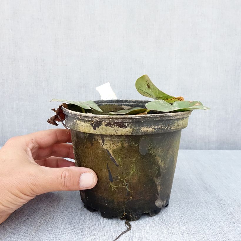 Exemplar von Nymphaea Moorei - Winterharte Seerose Topf mit 1,5L/2L wie im Sommer geliefert