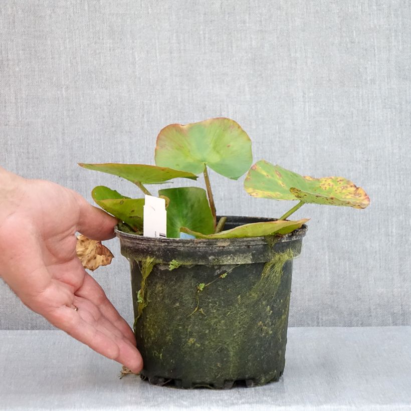 Exemplar von Nymphaea Newton - Winterharte Seerose Topf mit 1,5L/2L wie im Sommer geliefert