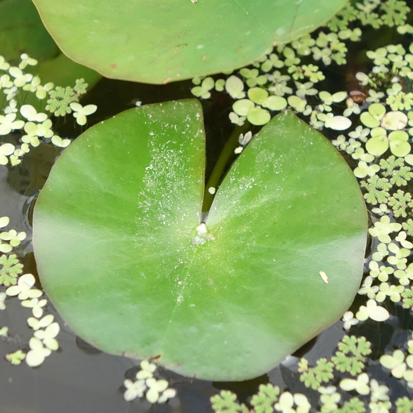 Nymphaea odorata Odorata Alba - Wohlriechende Seerose (Laub)