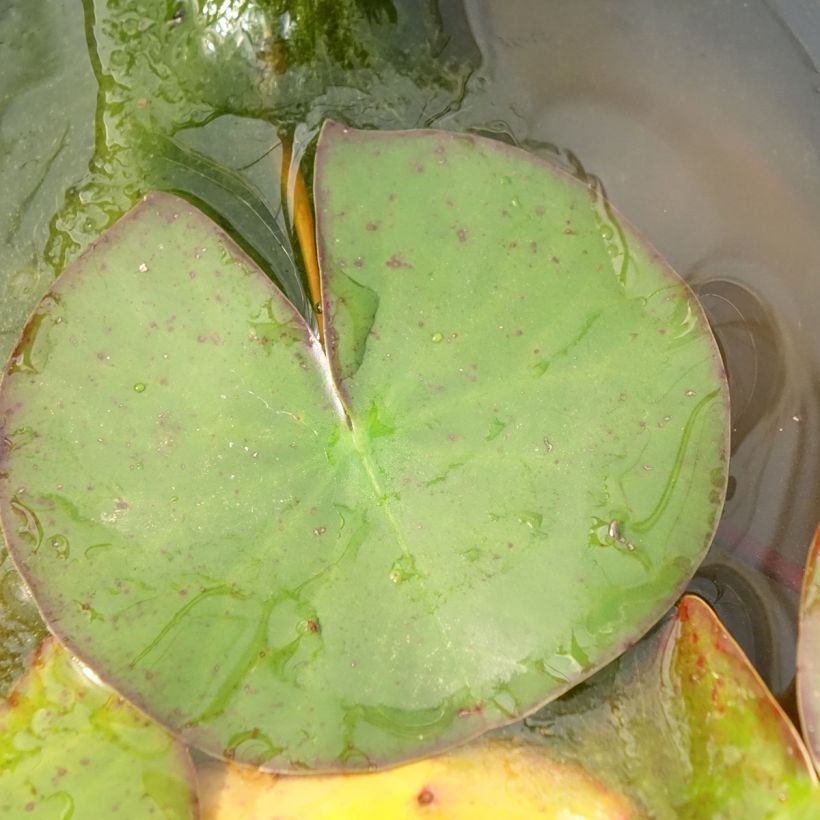 Nymphaea odorata Odorata Suavissima - Wohlriechende Seerose (Laub)