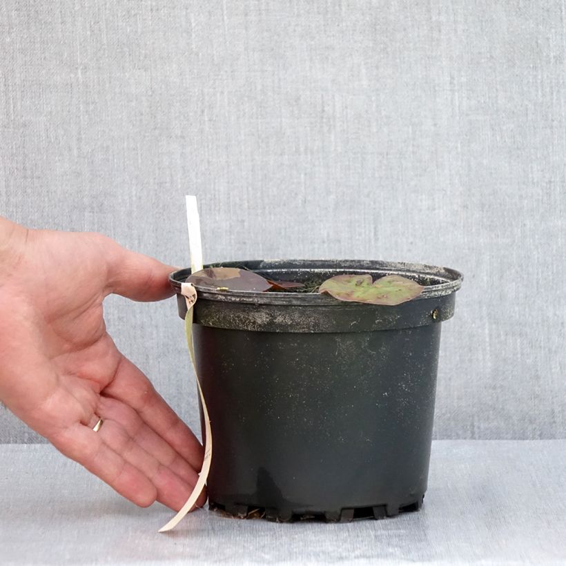 Exemplar von Nymphaea odorata Odorata Suavissima - Wohlriechende Seerose Topf mit 1,5L/2L wie im Sommer geliefert