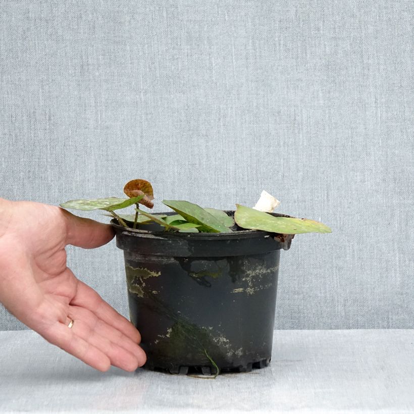 Exemplar von Nymphaea odorata Odorata Sulphurea Grandiflora - Wohlriechende Seerose Topf mit 1,5L/2L wie im Sommer geliefert
