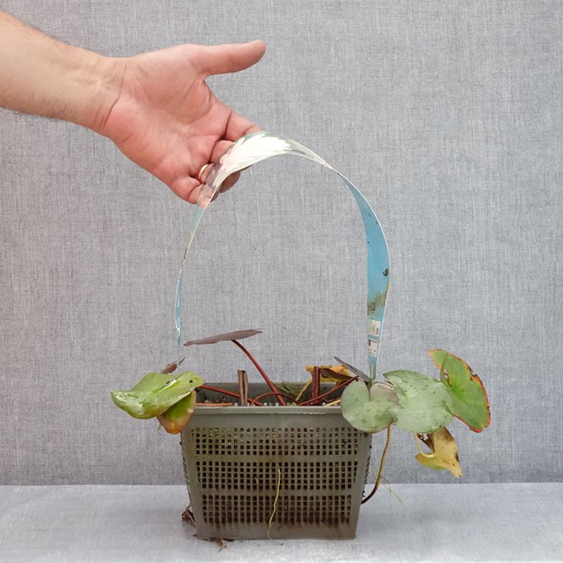 Exemplar von Nymphaea Peter Slocum - Winterharte Seerose Topf mit 3L/4L wie im Sommer geliefert