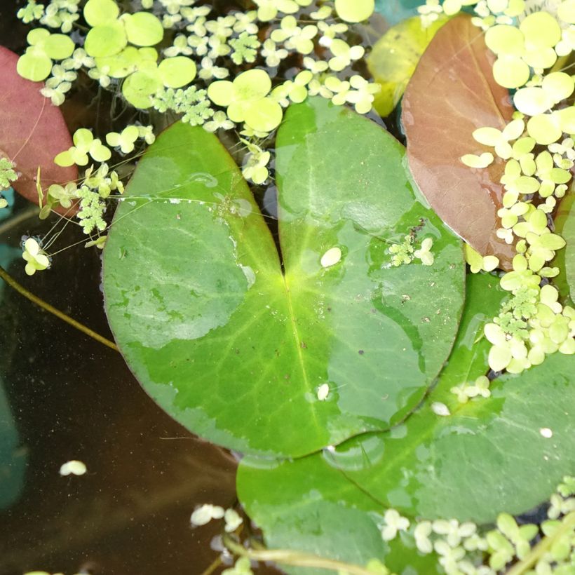 Nymphaea Pygmaea Alba - Winterharte Seerose (Laub)