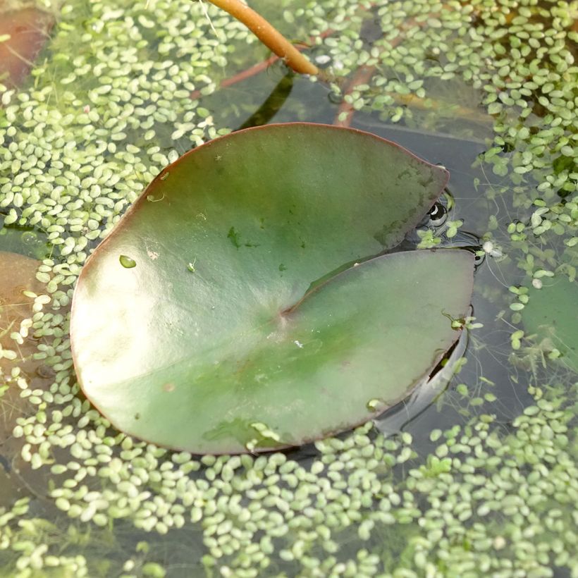 Nymphaea Pygmea Rubra - Winterharte Seerose (Laub)