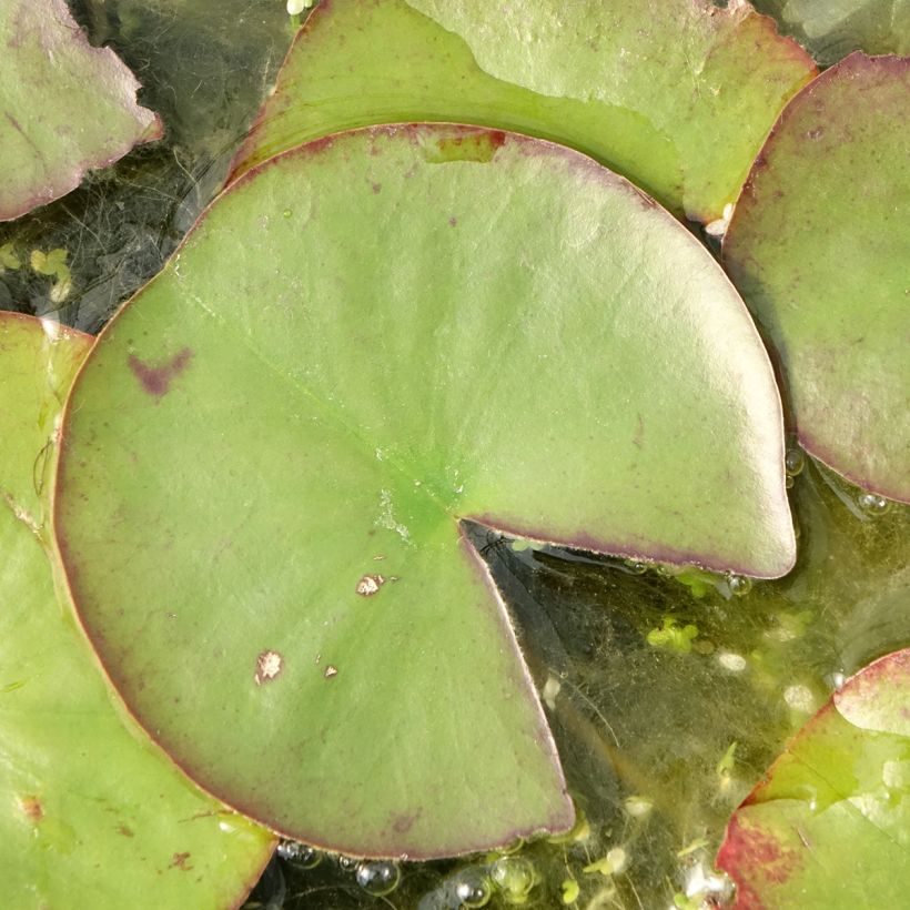 Nymphaea Ray Davies - Winterharte Seerose (Laub)