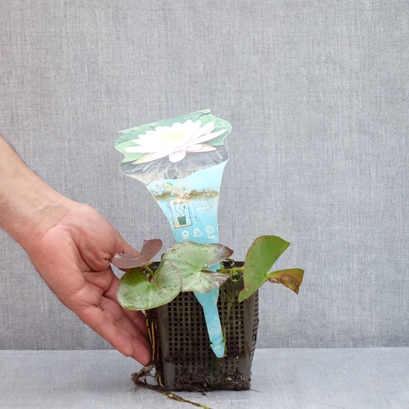 Exemplar von Nymphaea Ray Davies - Winterharte Seerose Topf mit 1L/1,5L wie im Sommer geliefert
