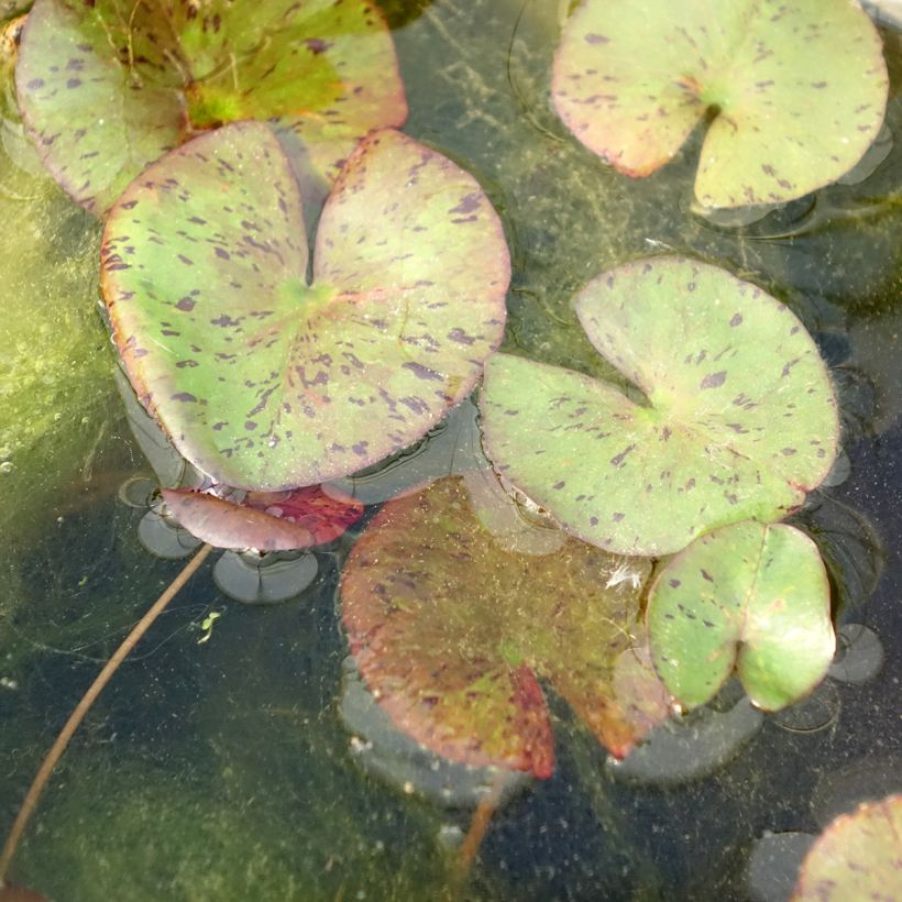 Nymphaea Red Spider - Winterharte Seerose (Laub)