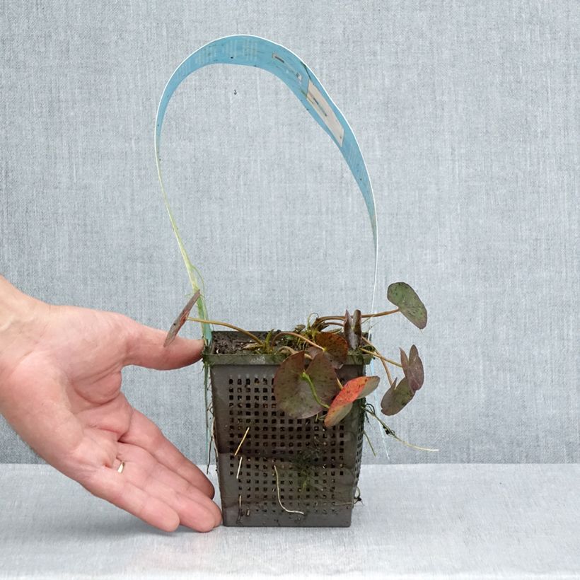 Exemplar von Nymphaea Red Spider - Winterharte Seerose Topf mit 1L/1,5L wie im Sommer geliefert