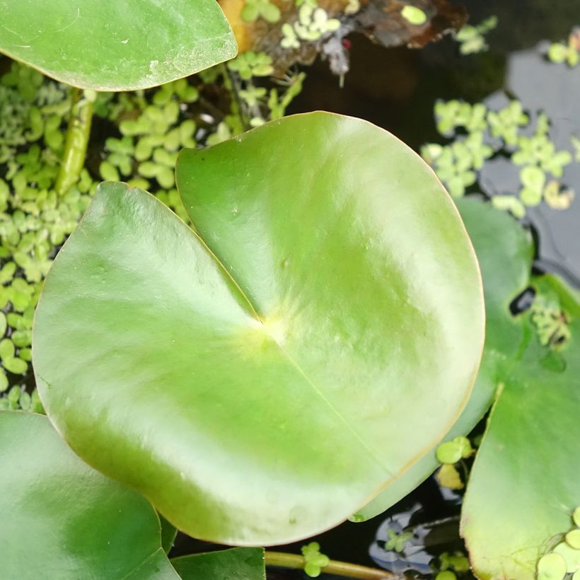 Nymphaea Rose Arey - Winterharte Seerose (Laub)