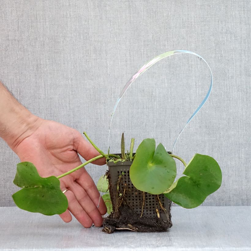 Exemplar von Nymphaea Rose Arey - Winterharte Seerose Topf mit 1L/1,5L wie im Sommer geliefert