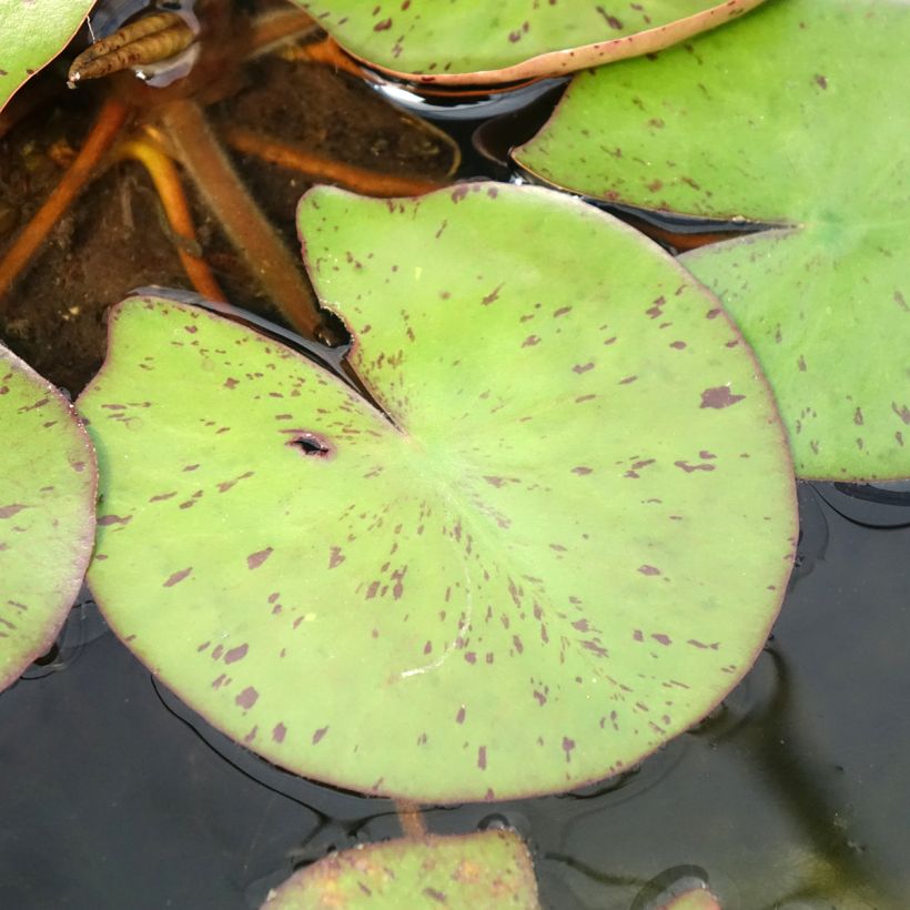 Nymphaea Sioux - Winterharte Seerose (Laub)