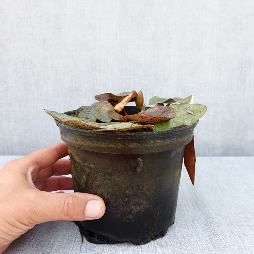 Exemplar von Nymphaea Texas Dawn - Winterharte Seerose Topf mit 1,5L/2L wie im Sommer geliefert