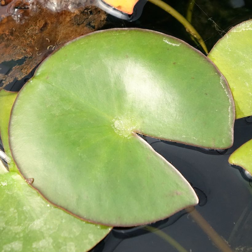 Nymphaea Venusta - Winterharte Seerose (Laub)