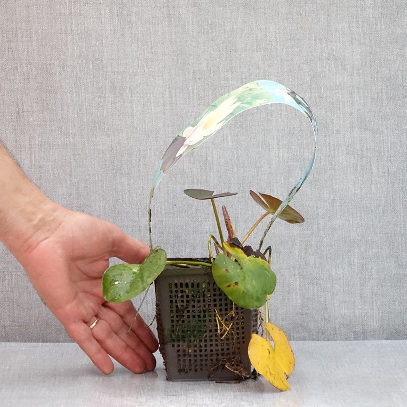 Exemplar von Nymphaea Venusta - Winterharte Seerose Topf mit 1L/1,5L wie im Sommer geliefert