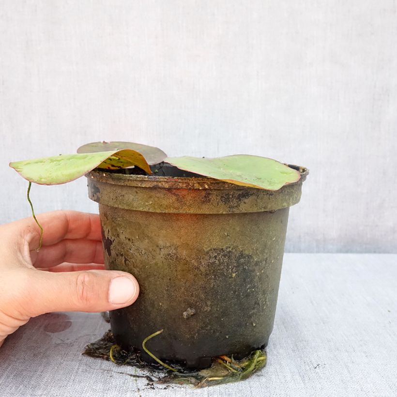 Exemplar von Nymphaea Virginalis - Winterharte Seerose Topf mit 1,5L/2L wie im Sommer geliefert