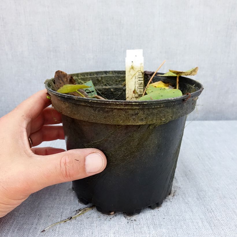 Exemplar von Nymphaea Walter Pagels - Winterharte Seerose Topf mit 1,5L/2L wie im Sommer geliefert