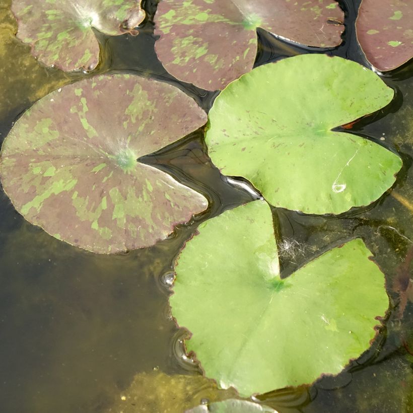 Nymphaea Wanvisa - Winterharte Seerose (Laub)