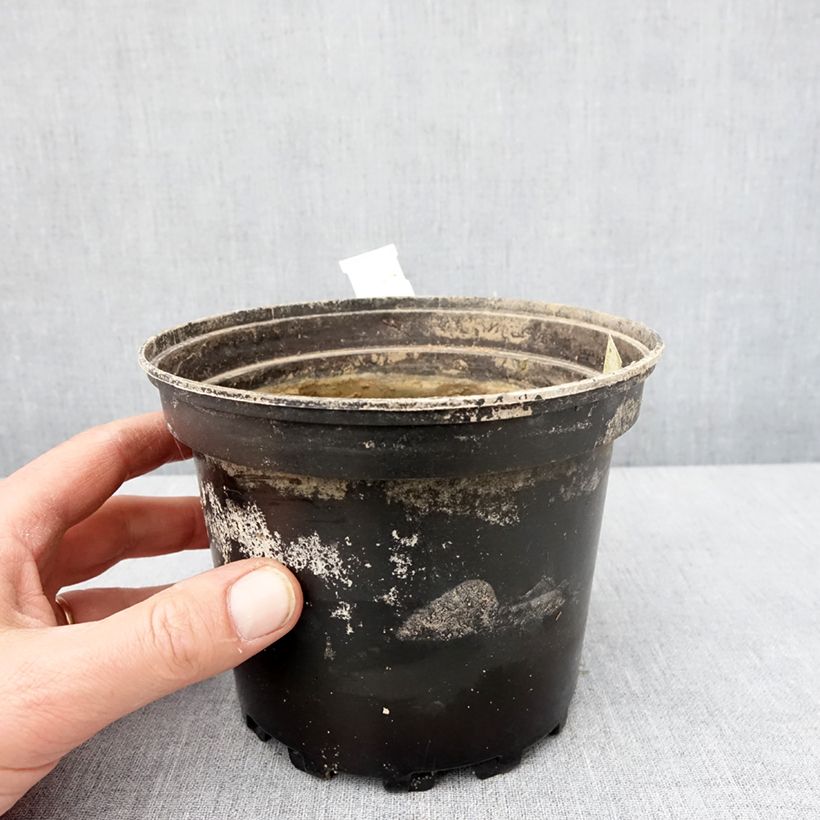 Exemplar von Nymphaea White Sultan - Winterharte Seerose Topf mit 1,5L/2L wie im Winter geliefert