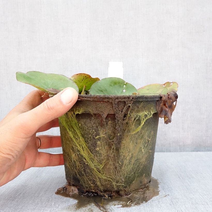 Exemplar von Nymphaea Yellow Enigma - Winterharte Seerose Topf mit 1,5L/2L wie im Sommer geliefert