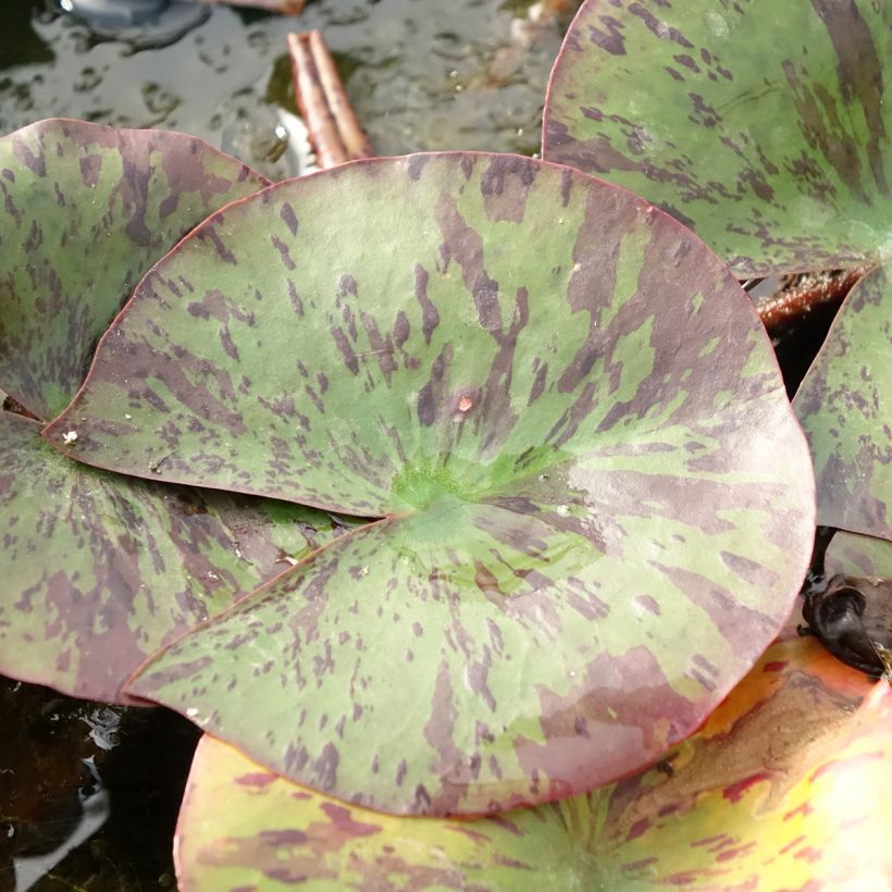 Nymphaea Yellow Queen - Winterharte Seerose (Laub)