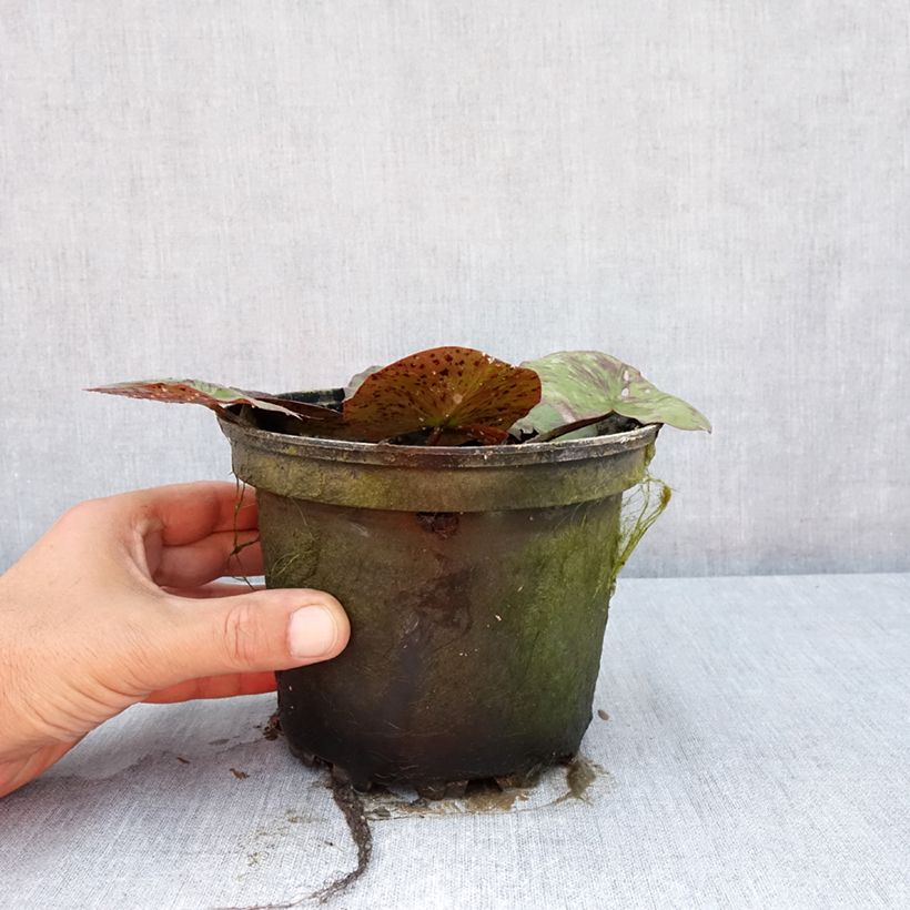 Exemplar von Nymphaea Yellow Queen - Winterharte Seerose Topf mit 1,5L/2L wie im Sommer geliefert