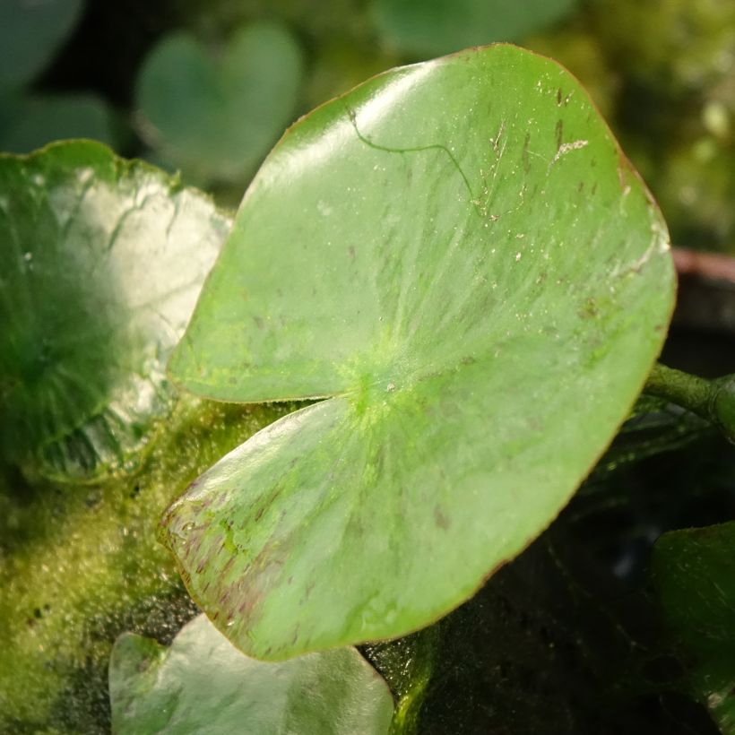 Nymphaea Yellow Sensation - Winterharte Seerose (Laub)