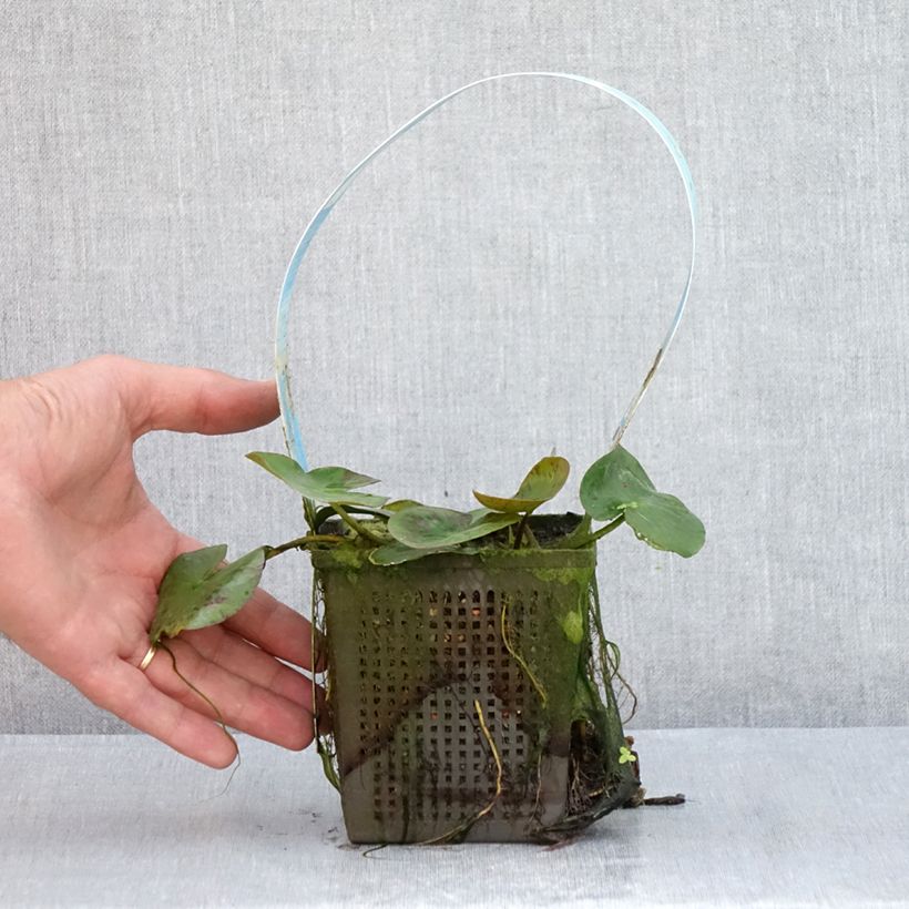Exemplar von Nymphaea Yellow Sensation - Winterharte Seerose Topf mit 1L/1,5L wie im Sommer geliefert