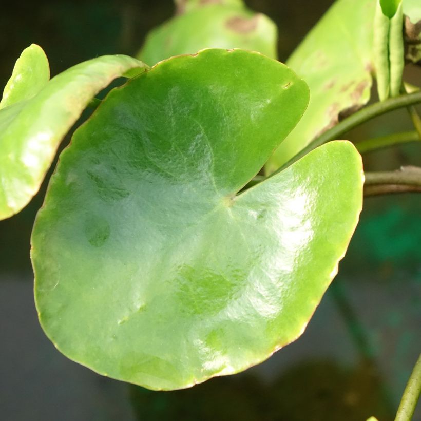 Nymphoides peltata - Europäische Seekanne (Laub)