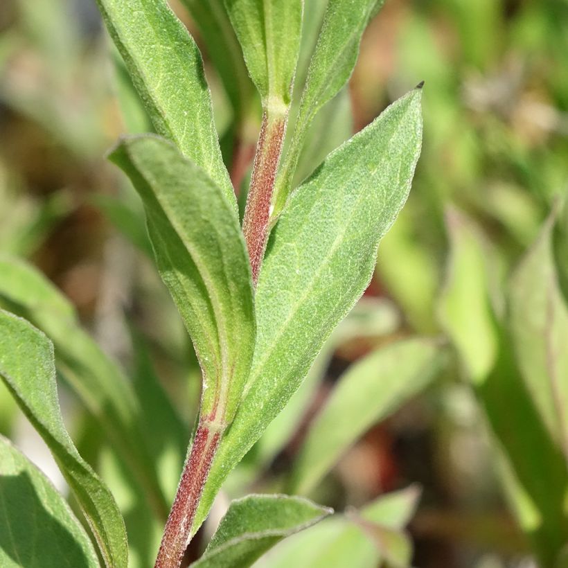 Aster amellus Dr Otto Petschek - Berg-Aster (Laub)
