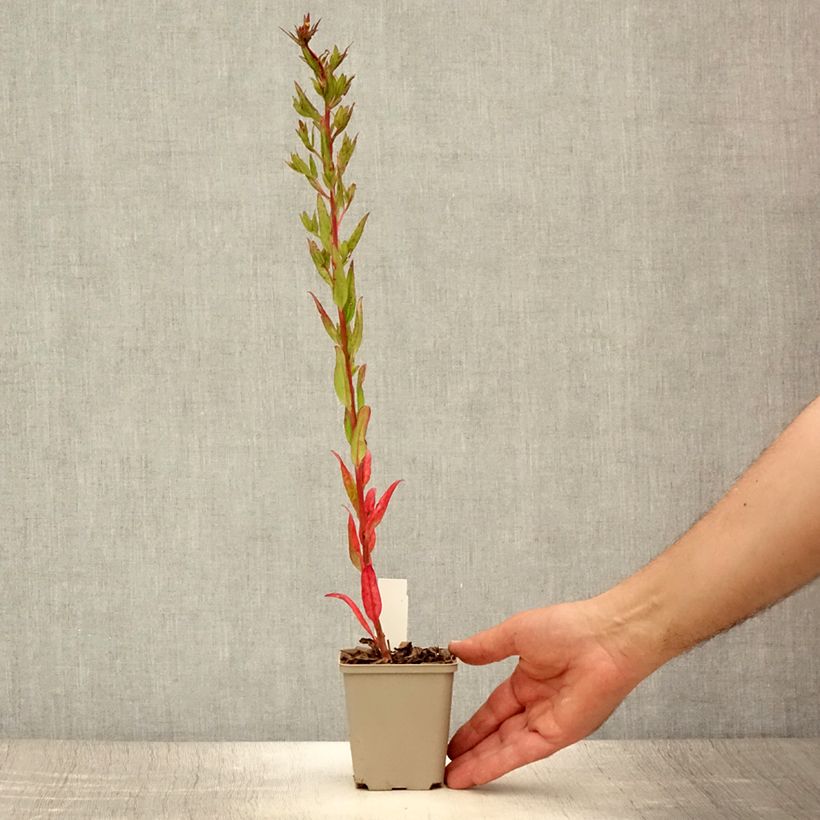 Exemplar von Oenothera fruticosa Michelle Ploeger - Stauden-Nachtkerze Kleine Töpfe von 8/9 cm wie im Sommer geliefert