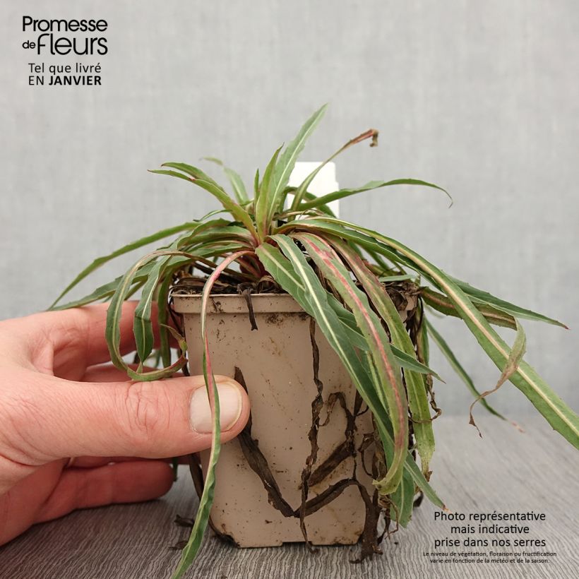 Exemplar von Oenothera stricta Sulphurea - Steife Nachtkerze Kleine Töpfe von 8/9 cm wie im Winter geliefert