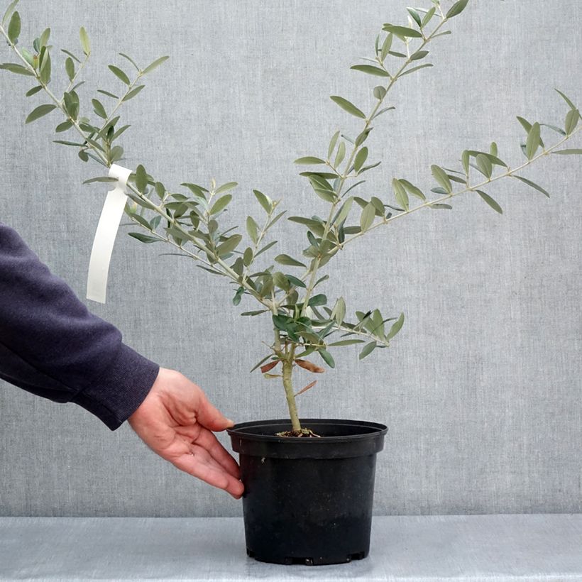 Exemplar von Ölbaum Aglandau - Olea europaea Topf mit 3L/4L, Strauch/Busch, mehrstämmig wie im Frühjahr geliefert