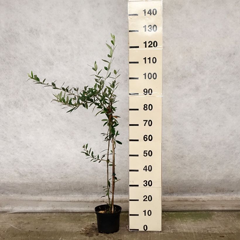 Exemplar von Ölbaum Frantoio - Olea europaea Topf mit 3L/4L wie im Herbst geliefert