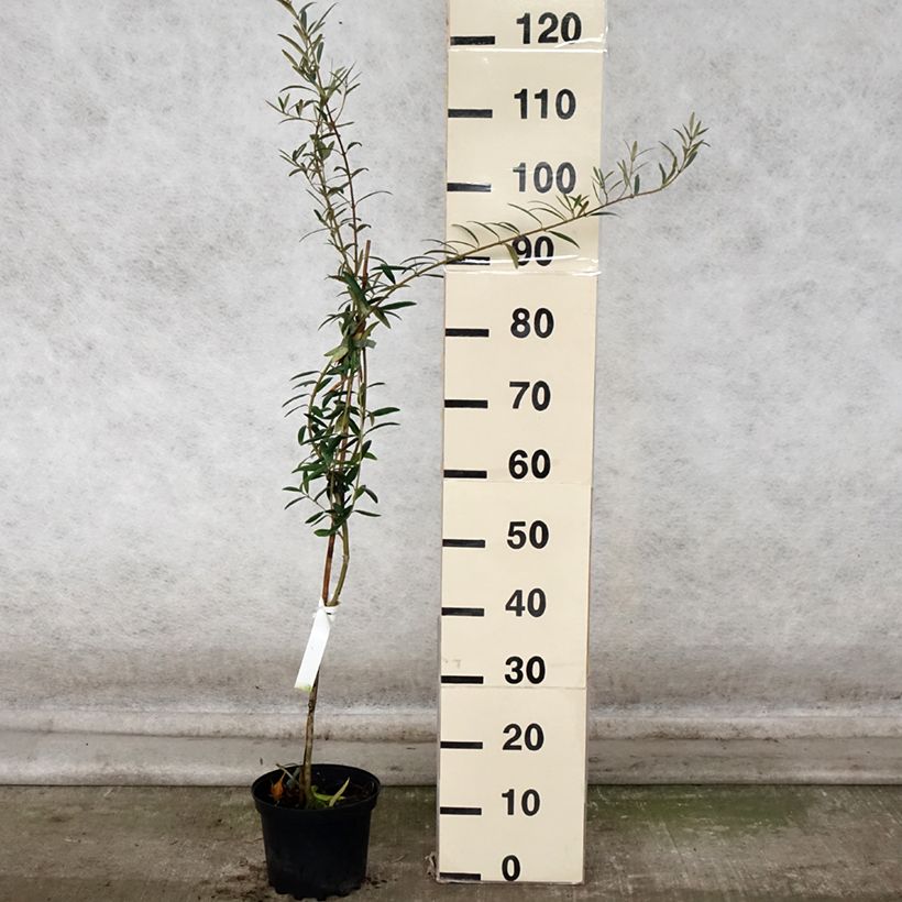 Exemplar von Ölbaum Lucques - Olea europaea Topf mit 3L/4L, Strauch/Busch, mehrstämmig wie im Herbst geliefert